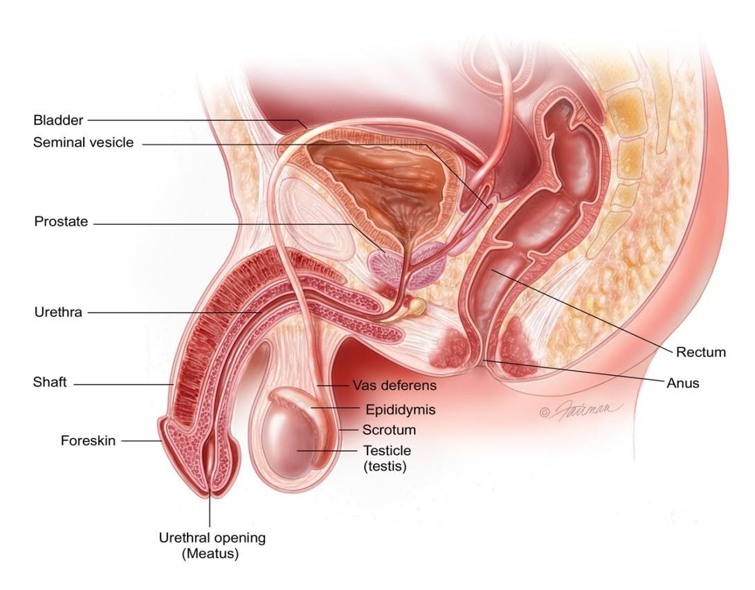 Penile Fracture Diagram